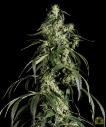 Arjan's Haze 1 - Green House Seeds