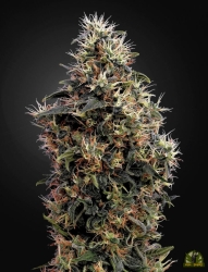 Sweet Mango Auto - Green House Seeds