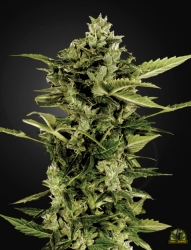 Auto-Bomb - Green House Seeds