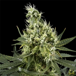 Arjan's Haze 3 - Green House Seeds