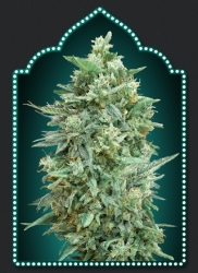 Auto Northern Lights XXL - 00 Seeds