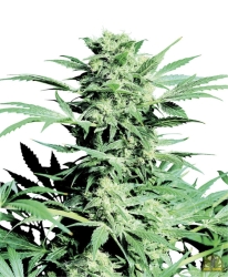 Shiva Skunk Reg. - Sensi Seeds