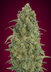 Auto Strawberry Gum - Advanced Seeds