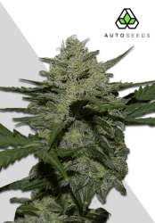 Girl Scout Cookies Autoflower - Auto Seeds