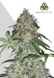 Sucker Punch Autoflower - Auto Seeds