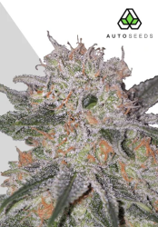 Trans Siberian Autoflower - Auto Seeds