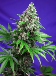 Killer Kush Fast Version - Sweet Seeds