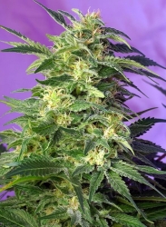 Killer Kush Auto - Sweet Seeds