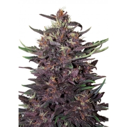 Buddha Purple Kush Auto - Buddha Seeds