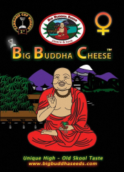 Big Buddha Cheese - Big Buddha Seeds