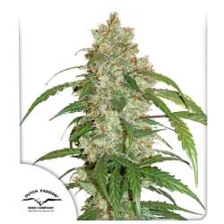 CBD Auto White Widow®