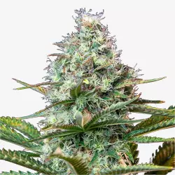 WEEZEL Pot Automatic ±19% | Auto-Flowering Cannabis Samen Anbauset