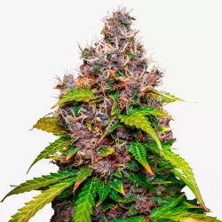 Drippy Melon ±22% THC | Feminisierte Cannabis Samen aus Deutschland