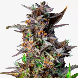 Drippy Melon Automatic Lose ±20% THC | Einzelne Auto-Flowering Cannabis Samen (Samen-Menge: 3 Samen)