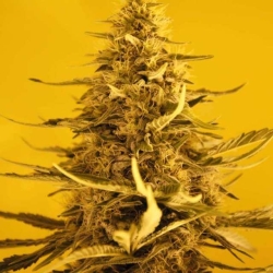 White Widow - Nirvana Seeds