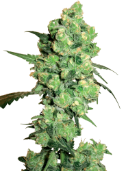 Super Skunk Feminisierte Hanfsamen von White Label, 3 Samen