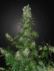 White Strawberry Skunk - Green House Seeds