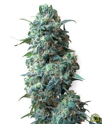 Afghan Kush Reg. - White Label Seeds