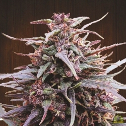 Purple Haze x Malawi feminisiert - ACE Seeds