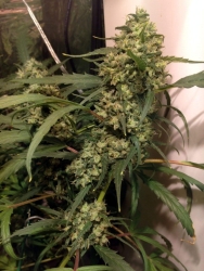 Zamaldelica Reg. - ACE Seeds