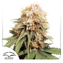 White Widow - Dutch Passion