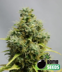 Big Bomb - Bomb Seeds