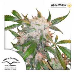 White Widow regulär - Dutch Passion