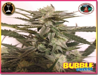 Bubble Cheese - Big Buddha Seeds