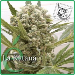 La Katana - élite Seeds