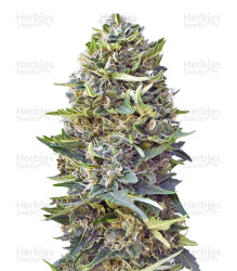 Caramel Kush (00 Seeds) Cannabis-Samen