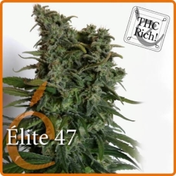 Élite 47 - éLite Seeds