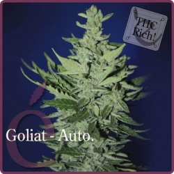 Goliat Auto - éLite Seeds