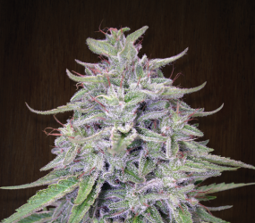 Bangui Haze - Ace Seeds