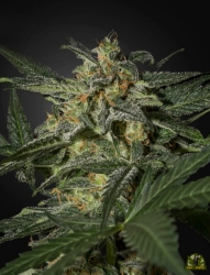 White Widow Auto - Green House Seeds