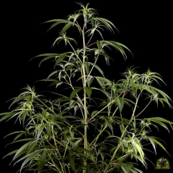 Neville's Haze - Green House Seeds