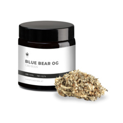 Blue Bear OG Premium Blüten