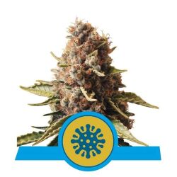 Euphoria CBD | Feminisiert