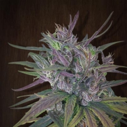 Oldtimer's Haze regulär - Ace Seeds