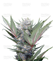 Sweet Skunk F1 Fast Version (Sweet Seeds) Cannabis-Samen