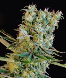 Amnesia Bilbo - Genehtik Cannabis Seeds