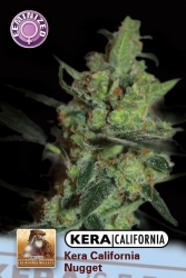 California Nugget - Kera Seeds