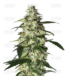 Skunk Auto (Strain Hunters) Cannabis-Samen