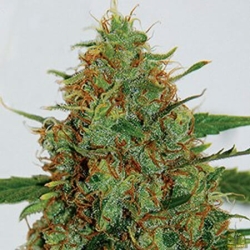 C99 - (war Cinderella 99) - G13 Labs