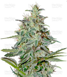 White Lemon (Strain Hunters) Cannabis-Samen