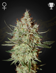 GH Cheese - GreenHouse Seeds