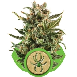 White Widow Automatic - Royal Queen Seeds