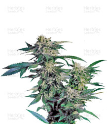 Skunk Kush (Sensi Seeds) Cannabis-Samen