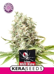 White Widow - Kera Seeds