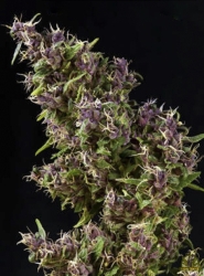 Purple Paro Valley - Mandala Seeds