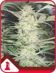 White Widow - Medical Seeds